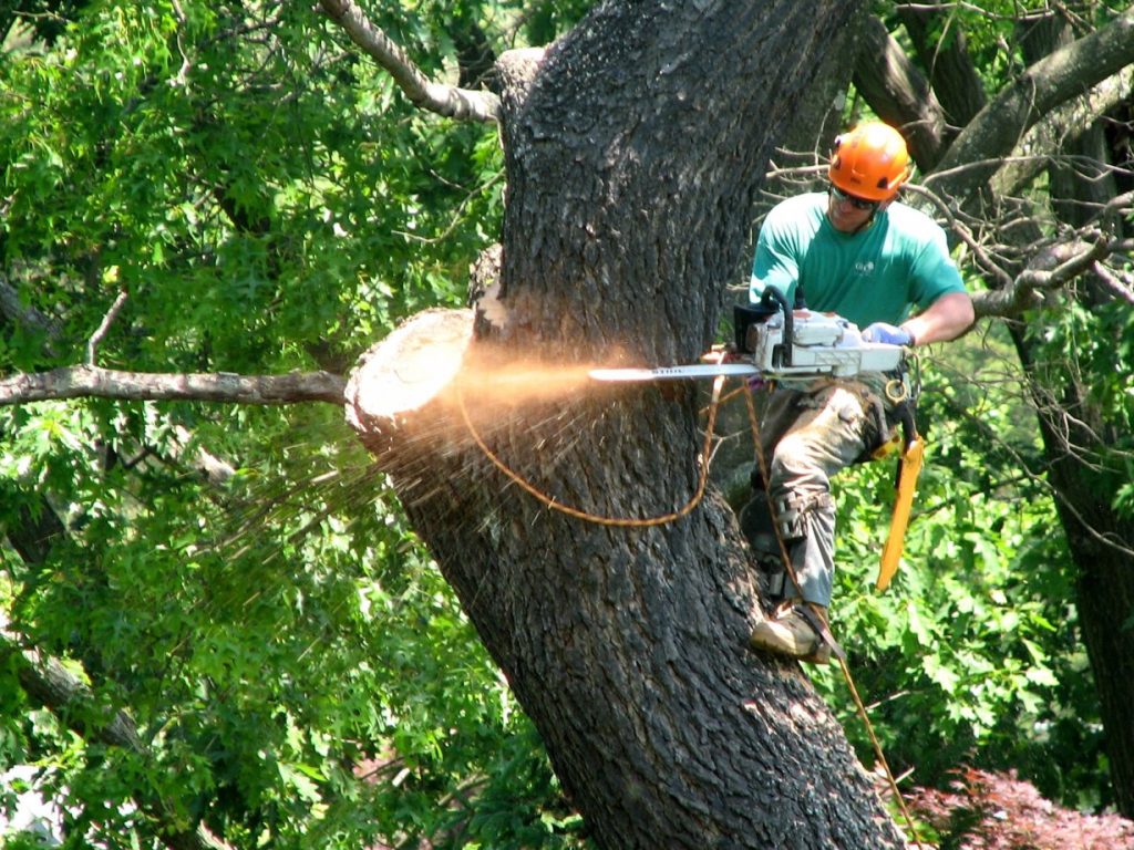 Tree Surgeon Service